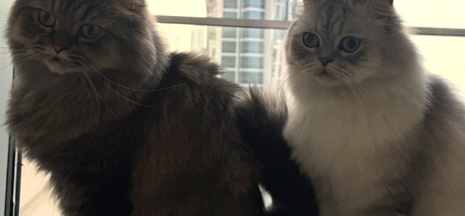 Two long-haired cats sitting together on a Dubai balcony