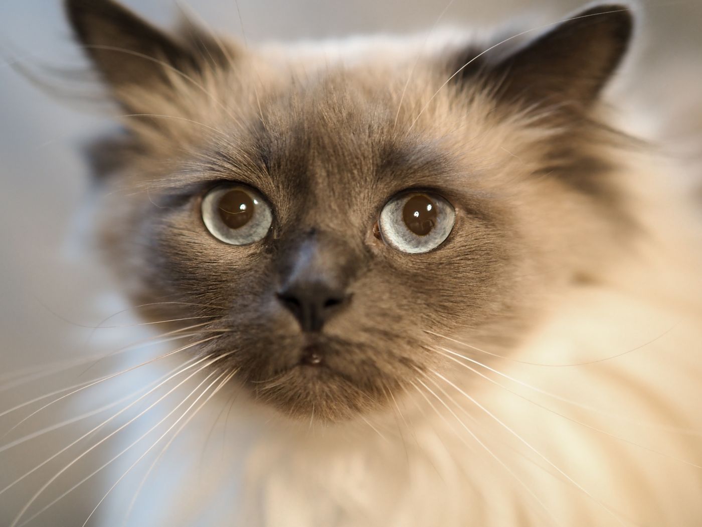 Ragdoll cat looking up at its owner