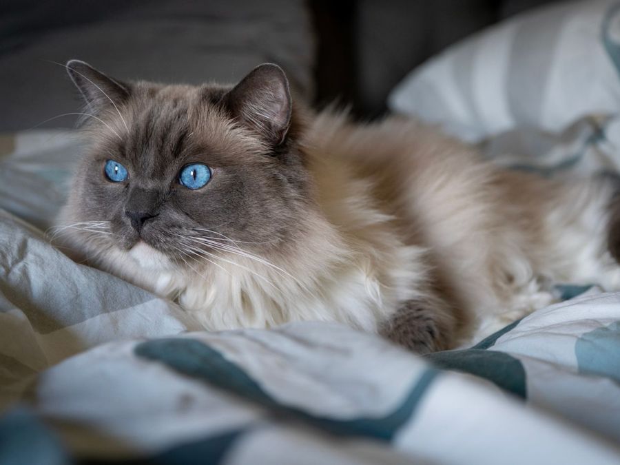 Blue-eyed Ragdoll cat resting on a bed
