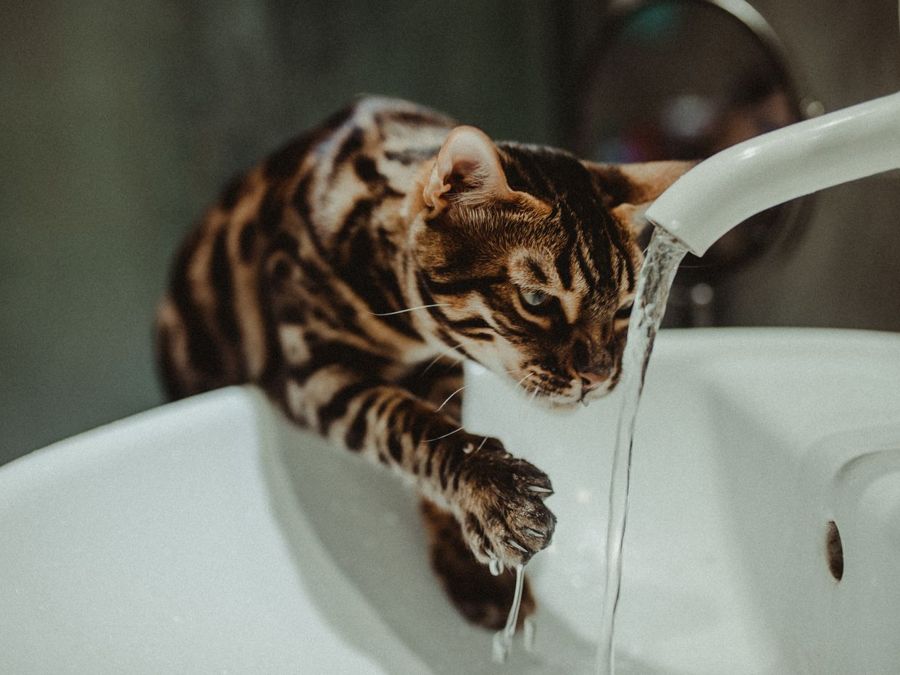 Bengal cat drinking running water