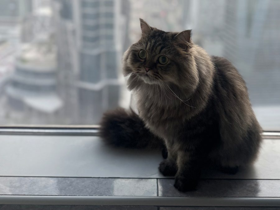 Tabby cat on a window sill overlooking the Dubai skyline