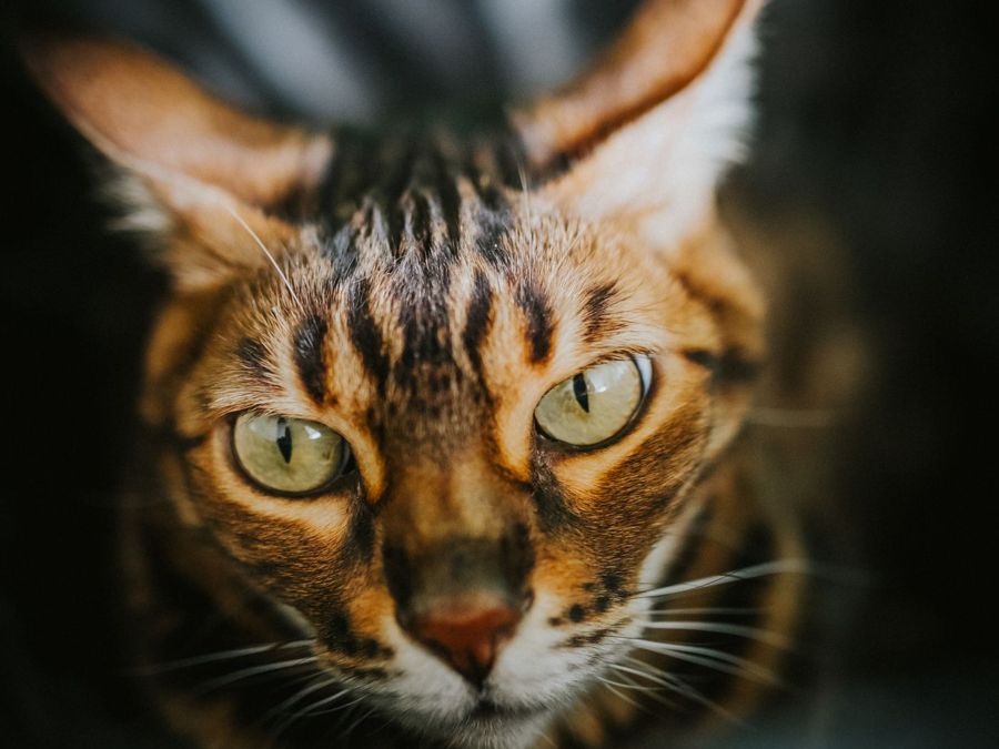 Bengal cat with a glossy patterned coat