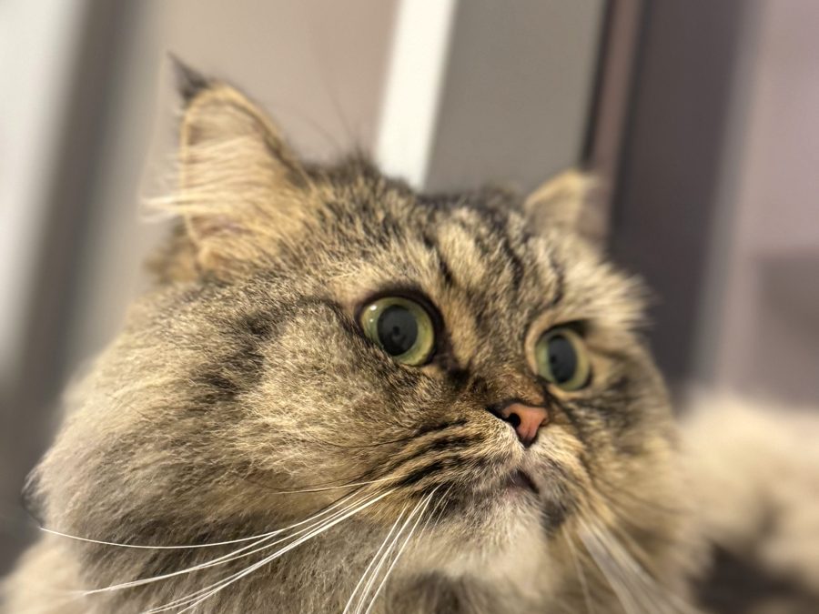 Close-up of a fluffy long-haired tabby cat