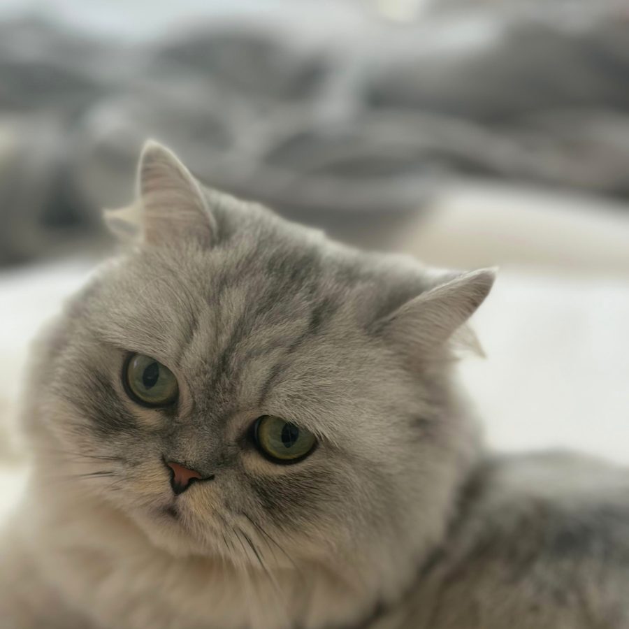 Long-haired silver cat resting on a soft blanket